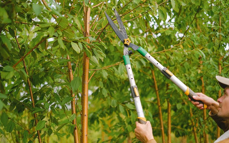 Tree trimming in Rio Vista, TX